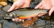 Wild Brook Trout Image of brook trout