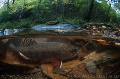 Credit Freshwaters Illustrated Credit Freshwaters Illustrated