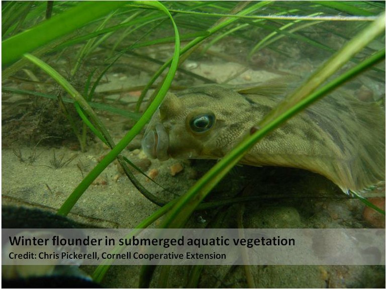 Winter_Flounder_in_SAV Winter_Flounder_in_SAV