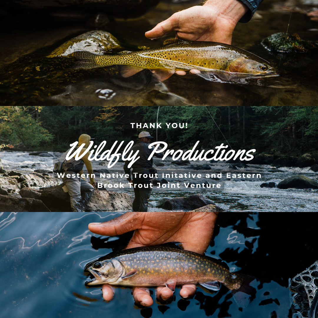 WildFly Productions + WNTI + EBTJV