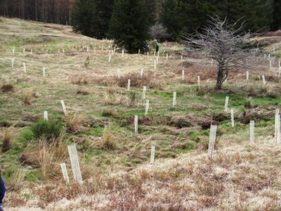 Riparian Plantings, Big Run, West Virginia Trees planted at Big Run, West Virginia
