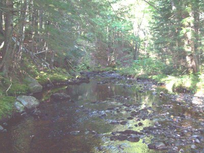Narraguagus Drainage in Maine Photo of the Narraguagus drainage in Maine.  View upstream of pretreated treatment sites.  Note the clearly over widened stream, lack of habitat complexity and lack of large wood.  This is a typical treatment site for downeast Maine.