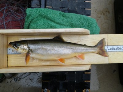 An 18 inch charr from Wadleigh Pond in Maine An 18 inch charr from Wadleigh Pond Maine.