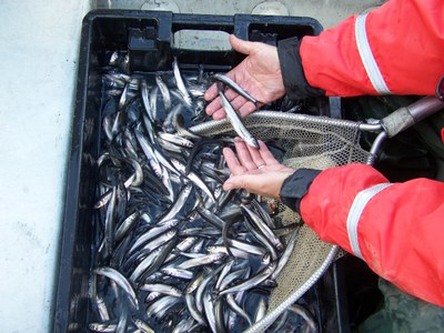 Illegally Introduced Smelt in Big Wadleigh Pond Maine Photo of the illegally introduced rainbow smelt in Big Wadleigh Pond in Maine.
