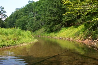 Photo 2 of Cross Fork, PA Photo of the riparian area to be targeted in the Cross Fork, PA Project