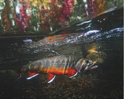 Devin_brookie2 appalachian.trout