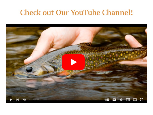 link to our Youtube Channel